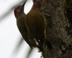Colaptes rubiginosus