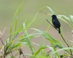 Sporophila aurita