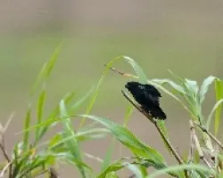 Sporophila aurita