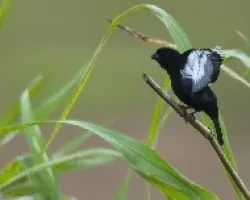 Sporophila aurita