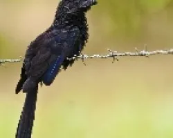 Crotophaga sulcirostris