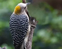 Melanerpes hoffmannii