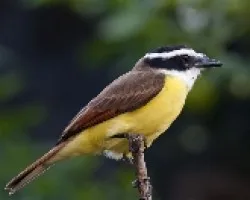 Pitangus sulphuratus