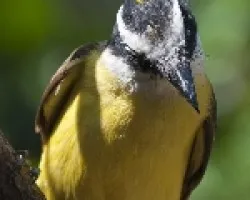 Pitangus sulphuratus