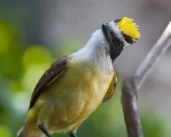 Pitangus sulphuratus