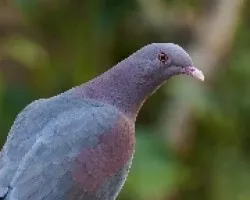 Patagioenas flavirostris
