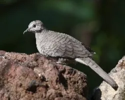 Columbina inca