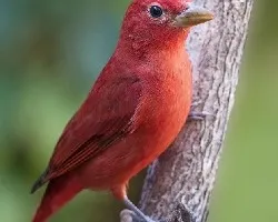 Piranga rubra