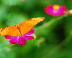 Flor y mariposa