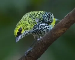 Tangara guttata