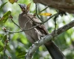 Ortalis cinereiceps