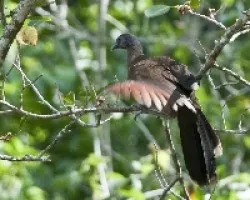  Ortalis cinereiceps