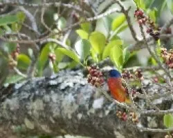 Passerina ciris