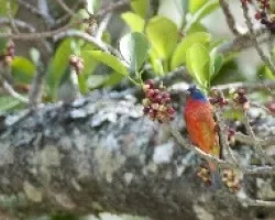 Passerina ciris