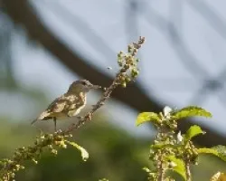 Vireo flavoviridis