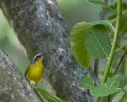 Basileuterus rufifrons