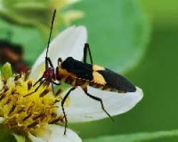 Coreidae sp