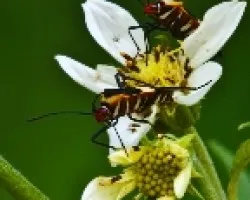 Coreidae sp
