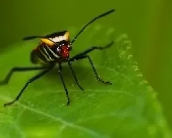 Coreidae sp