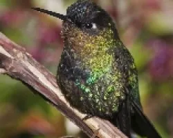Panterpe insignis