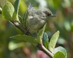 Diglossa plumbea