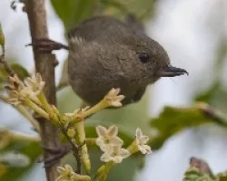 Diglossa plumbea