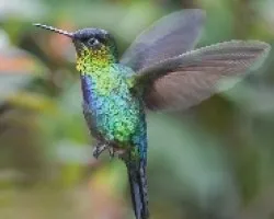 Panterpe insignis