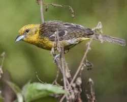 Piranga bidentata