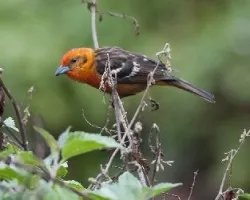 Piranga bidentata