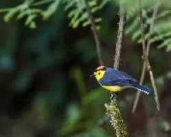 Myioborus torquatus