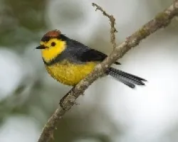 Myioborus torquatus