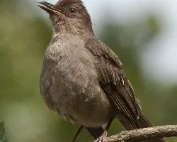 Turdus plebejus 