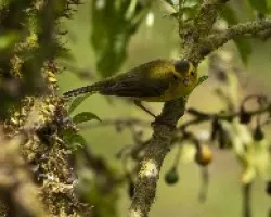 Wilsonia pusilla