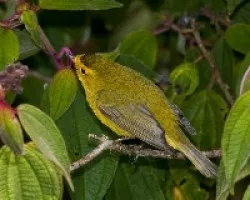 Wilsonia pusilla