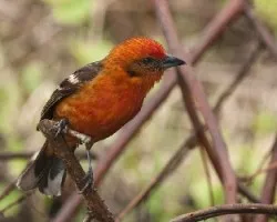 Piranga bidentata
