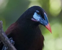 Psarocolius montezuma