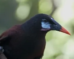 Psarocolius montezuma