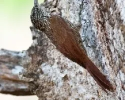 Lepidocolaptes souleyetii