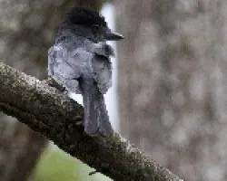 Pachyramphus aglaiae