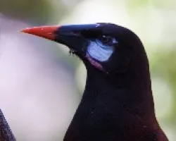 Psarocolius montezuma