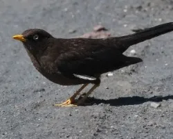 Turdus nigrescens