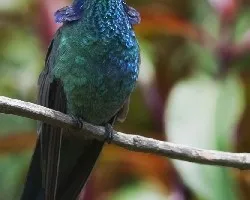 Colibri thalassinus