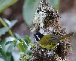Chlorospingus pileatus 