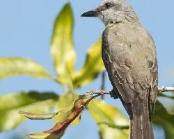 Tyrannus melancholicus