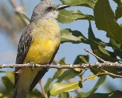 Tyrannus melancholicus
