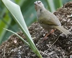 Arremonops rufivirgatus