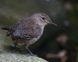 Troglodytes aedon