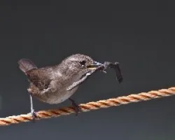Troglodytes aedon
