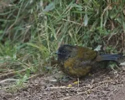 Pezotepes capitalis
