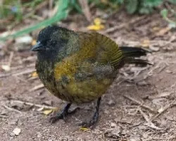 Pezotepes capitalis